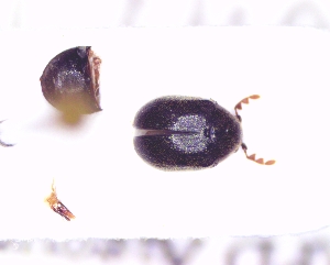  ( - BC-PNEF-PSFOR1075)  @11 [ ] Copyright (2017) Rodolphe Rougerie Museum National d'Histoire Naturelle