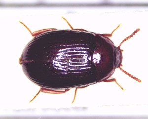  (Platydema dejeanii - BC-PNEF-PSFOR1162)  @14 [ ] Copyright (2017) Rodolphe Rougerie Museum National d'Histoire Naturelle