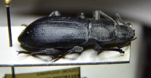  (Iphthiminus italicus croaticus - BC-PNEF-PSFOR1164)  @13 [ ] Copyright (2017) Rodolphe Rougerie Museum National d'Histoire Naturelle
