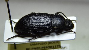  (Euboeus anthracinus - BC-PNEF-PSFOR1173)  @11 [ ] Copyright (2017) Rodolphe Rougerie Museum National d'Histoire Naturelle