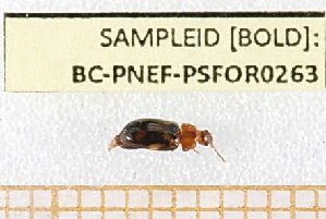  ( - BC-PNEF-PSFOR0263)  @11 [ ] Copyright (2013) Thierry Noblecourt Laboratoire National d'Entomologie Forestière, Quillan, France