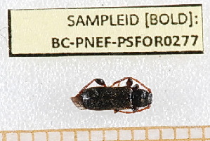  ( - BC-PNEF-PSFOR0277)  @11 [ ] Copyright (2013) Thierry Noblecourt Laboratoire National d'Entomologie Forestière, Quillan, France