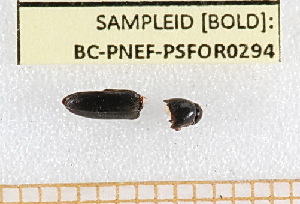  ( - BC-PNEF-PSFOR0294)  @11 [ ] Copyright (2013) Thierry Noblecourt Laboratoire National d'Entomologie Forestière, Quillan, France