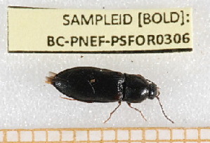  ( - BC-PNEF-PSFOR0306)  @11 [ ] Copyright (2013) Thierry Noblecourt Laboratoire National d'Entomologie Forestière, Quillan, France