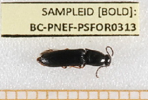  ( - BC-PNEF-PSFOR0313)  @11 [ ] Copyright (2013) Thierry Noblecourt Laboratoire National d'Entomologie Forestière, Quillan, France