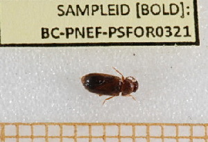  ( - BC-PNEF-PSFOR0321)  @12 [ ] Copyright (2013) Thierry Noblecourt Laboratoire National d'Entomologie Forestière, Quillan, France