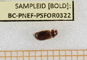  ( - BC-PNEF-PSFOR0322)  @12 [ ] Copyright (2013) Thierry Noblecourt Laboratoire National d'Entomologie Forestière, Quillan, France