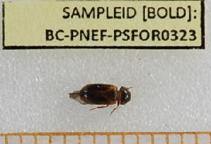  ( - BC-PNEF-PSFOR0323)  @12 [ ] Copyright (2013) Thierry Noblecourt Laboratoire National d'Entomologie Forestière, Quillan, France