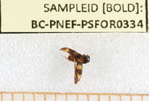  ( - BC-PNEF-PSFOR0334)  @11 [ ] Copyright (2013) Thierry Noblecourt Laboratoire National d'Entomologie Forestière, Quillan, France
