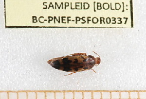  ( - BC-PNEF-PSFOR0337)  @11 [ ] Copyright (2013) Thierry Noblecourt Laboratoire National d'Entomologie Forestière, Quillan, France