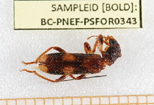  ( - BC-PNEF-PSFOR0343)  @12 [ ] Copyright (2013) Thierry Noblecourt Laboratoire National d'Entomologie Forestière, Quillan, France