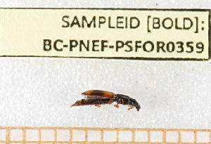  ( - BC-PNEF-PSFOR0359)  @12 [ ] Copyright (2013) Thierry Noblecourt Laboratoire National d'Entomologie Forestière, Quillan, France