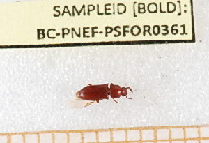  ( - BC-PNEF-PSFOR0361)  @12 [ ] Copyright (2013) Thierry Noblecourt Laboratoire National d'Entomologie Forestière, Quillan, France