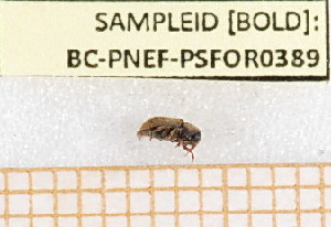  (Kissophagus - BC-PNEF-PSFOR0389)  @12 [ ] Copyright (2013) Thierry Noblecourt Laboratoire National d'Entomologie Forestière, Quillan, France