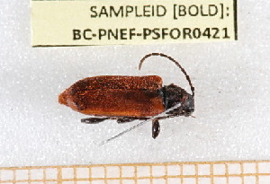  ( - BC-PNEF-PSFOR0421)  @12 [ ] Copyright (2013) Thierry Noblecourt Laboratoire National d'Entomologie Forestière, Quillan, France