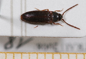  ( - BC-PNEF-PSFOR0468)  @11 [ ] Copyright (2013) Thierry Noblecourt Laboratoire National d'Entomologie Forestière, Quillan, France