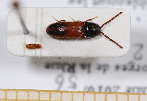  ( - BC-PNEF-PSFOR0474)  @11 [ ] Copyright (2013) Thierry Noblecourt Laboratoire National d'Entomologie Forestière, Quillan, France