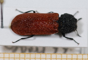  ( - BC-PNEF-PSFOR0486)  @11 [ ] Copyright (2013) Thierry Noblecourt Laboratoire National d'Entomologie Forestière, Quillan, France