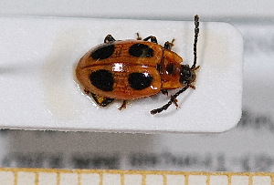  ( - BC-PNEF-PSFOR0508)  @11 [ ] Copyright (2013) Thierry Noblecourt Laboratoire National d'Entomologie Forestière, Quillan, France