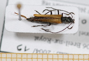  ( - BC-PNEF-PSFOR0538)  @11 [ ] Copyright (2013) Thierry Noblecourt Laboratoire National d'Entomologie Foresti&egrave;re, Quillan, France