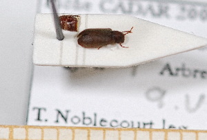  (Anobium hederae - BC-PNEF-PSFOR0571)  @12 [ ] Copyright (2013) Thierry Noblecourt Laboratoire National d'Entomologie Forestière, Quillan, France