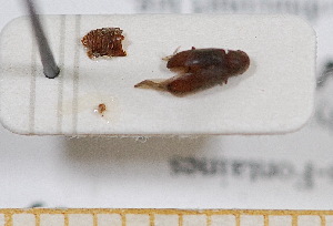  (Gastrallus knizeki - BC-PNEF-PSFOR0574)  @12 [ ] Copyright (2013) Thierry Noblecourt Laboratoire National d'Entomologie Forestière, Quillan, France