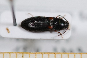  ( - BC-PNEF-PSFOR0620)  @11 [ ] Copyright (2013) Thierry Noblecourt Laboratoire National d'Entomologie Forestière, Quillan, France
