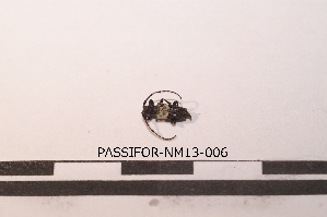  ( - PASSIFOR-NM13-006)  @12 [ ] Copyright (2014) Nicolas Moulin Nicolas Moulin Entomologiste