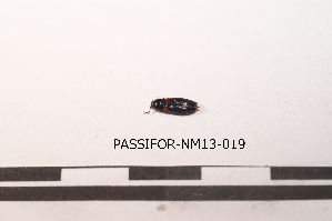  ( - PASSIFOR-NM13-019)  @12 [ ] Copyright (2014) Nicolas Moulin Nicolas Moulin Entomologiste