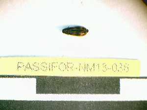  ( - PASSIFOR-NM13-036)  @11 [ ] Copyright (2014) Nicolas Moulin Nicolas Moulin Entomologiste