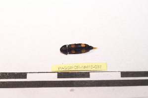  ( - PASSIFOR-NM13-037)  @11 [ ] Copyright (2014) Nicolas Moulin Nicolas Moulin Entomologiste