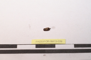  (Stereophilus - PASSIFOR-NM13-039)  @12 [ ] Copyright (2014) Nicolas Moulin Nicolas Moulin Entomologiste