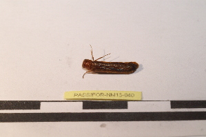  ( - PASSIFOR-NM13-040)  @12 [ ] Copyright (2014) Nicolas Moulin Nicolas Moulin Entomologiste