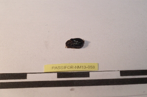  ( - PASSIFOR-NM13-058)  @12 [ ] Copyright (2014) Nicolas Moulin Nicolas Moulin Entomologiste