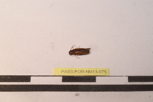  ( - PASSIFOR-NM13-075)  @12 [ ] Copyright (2014) Nicolas Moulin Nicolas Moulin Entomologiste