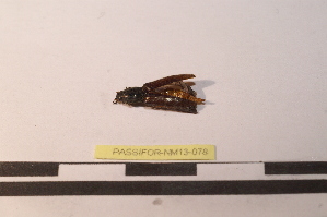  ( - PASSIFOR-NM13-078)  @12 [ ] Copyright (2014) Nicolas Moulin Nicolas Moulin Entomologiste