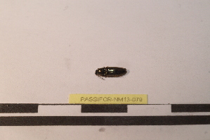  ( - PASSIFOR-NM13-079)  @11 [ ] Copyright (2014) Nicolas Moulin Nicolas Moulin Entomologiste
