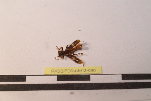  ( - PASSIFOR-NM13-090)  @12 [ ] Copyright (2014) Nicolas Moulin Nicolas Moulin Entomologiste
