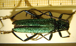  ( - BC-PNEF-PSFOR0010)  @11 [ ] Copyright (2013) Thierry Noblecourt Laboratoire National d'Entomologie Forestière, Quillan, France