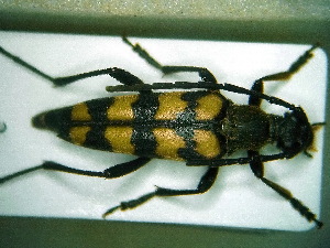  ( - BC-PNEF-PSFOR0031)  @13 [ ] Copyright (2013) Thierry Noblecourt Laboratoire National d'Entomologie Forestière, Quillan, France