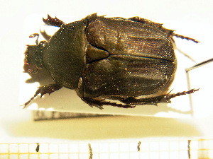  ( - BC-PNEF-PSFOR0217)  @12 [ ] Copyright (2013) Thierry Noblecourt Laboratoire National d'Entomologie Forestière, Quillan, France