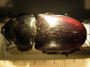  ( - BC-PNEF-PSFOR0229)  @12 [ ] Copyright (2013) Thierry Noblecourt Laboratoire National d'Entomologie Forestière, Quillan, France