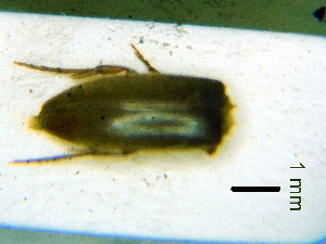  ( - BC-PNEF-PSFOR0242)  @11 [ ] Copyright (2013) Thierry Noblecourt Laboratoire National d'Entomologie Forestière, Quillan, France