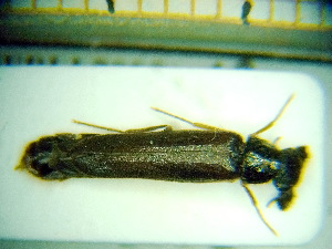  ( - BC-PNEF-PSFOR0255)  @12 [ ] Copyright (2013) Thierry Noblecourt Laboratoire National d'Entomologie Forestière, Quillan, France