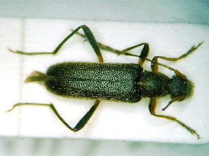  ( - BC-PNEF-PSFOR0099)  @11 [ ] Copyright (2013) Thierry Noblecourt Laboratoire National d'Entomologie Forestière, Quillan, France
