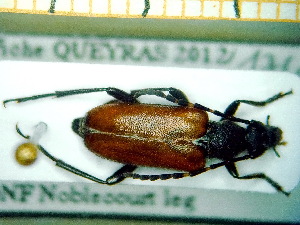  (Stictoleptura hybrida - BC-PNEF-PSFOR0109)  @13 [ ] Copyright (2013) Thierry Noblecourt Laboratoire National d'Entomologie Forestière, Quillan, France