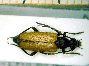  ( - BC-PNEF-PSFOR0110)  @13 [ ] Copyright (2013) Thierry Noblecourt Laboratoire National d'Entomologie Forestière, Quillan, France