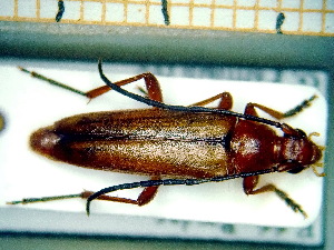  ( - BC-PNEF-PSFOR0116)  @13 [ ] Copyright (2013) Thierry Noblecourt Laboratoire National d'Entomologie Forestière, Quillan, France