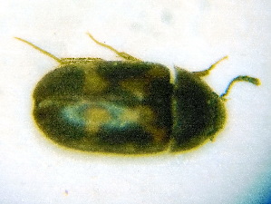  ( - BC-PNEF-PSFOR0155)  @13 [ ] Copyright (2013) Thierry Noblecourt Laboratoire National d'Entomologie Forestière, Quillan, France