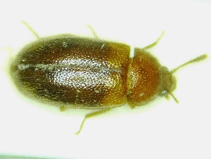  ( - BC-PNEF-PSFOR0161)  @12 [ ] Copyright (2013) Thierry Noblecourt Laboratoire National d'Entomologie Forestière, Quillan, France